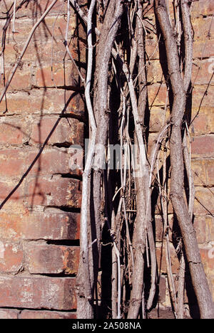 La surface du mur en brique rouge close up detail avec la vigne sauvage sans feuilles, branches horizontales grunge background minable Banque D'Images