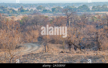 Un véhicule de sable la voie traverse les arbres et arbustes dans le désert de droit au format paysage with copy space Banque D'Images