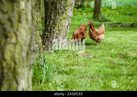 Une poule marcher librement - un ménage en Pologne Banque D'Images