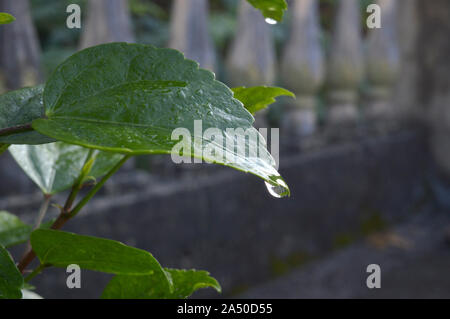 Une particule de rosée sur les feuilles de la Chine a augmenté . sakal belar chabi .beauté naturelle des feuilles des plantes et des feuilles de la rosée. Banque D'Images