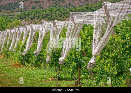 Filets de protection des cultures de fruits. Banque D'Images