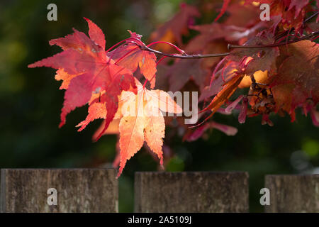 Les feuilles d'automne sur acer tree in uk garden Banque D'Images