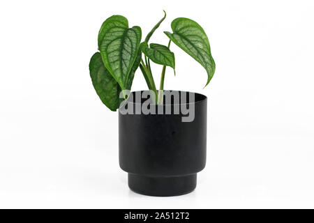 'Monstera Siltepecana tropicales rares' plante dans de petits pots de fleurs noir isolé sur fond blanc Banque D'Images