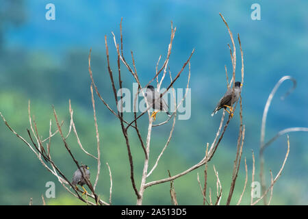 Myna ventilé blanc (Acridotheres grandis) lperching sur une branche de l'arbre mort Banque D'Images