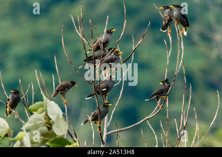 Myna ventilé blanc (Acridotheres grandis) perché sur une branche d'arbre mort Banque D'Images