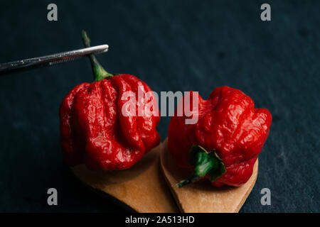 Poivre les plus chauds dans le monde. Trinidad Scorpion Butch, des milliers de fois plus épicé de habanero. Sur fond d'ardoise noire, avec lumière naturelle. Banque D'Images