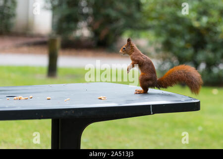 Écureuil rouge se dresse sur ses pattes arrière sur une table de jardin Banque D'Images