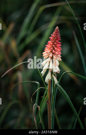 Kniphofia 'Orange Vanille glace' - Red-Hot-Poker Banque D'Images