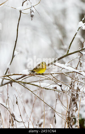 Snowy branches avec une Yellowhammer Banque D'Images