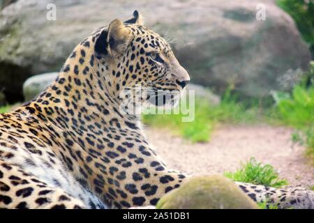 Portrait coloré de Persian Leopard couché Banque D'Images