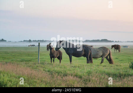 Belle vue de l'Islande le cheval à l'été au coucher du soleil. Banque D'Images