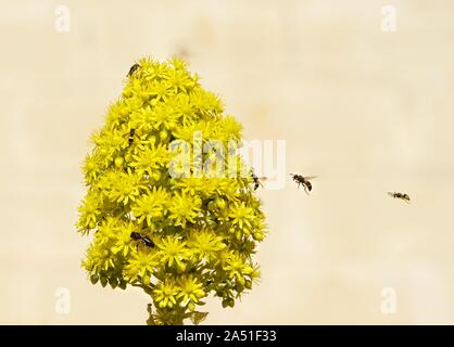 L'abeille européenne (Apis mellifera) collecte de pollen, la récolte du pollen d'Abeille, fleurs jaunes, d'abeilles abeille Banque D'Images
