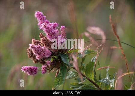 Une fleur pourpre en fleurs est recouvert de la rosée du matin sur une journée ensoleillée. Banque D'Images