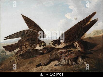 Le faucon pèlerin (canard Hawks), ch. 1827. En combinant ses intérêts dans la nature et l'art, Audubon a cherché à représenter toutes les espèces d'oiseaux indigènes de l'Amérique posés en action avec des éléments de leur habitat. Ses efforts ont abouti à la publication de quatre volumes les oiseaux d'Amérique, qui contient plus de 435 gravures à la main après son aquarelle de rendu. À l'occasion, l'artiste, parfois avec l'aide d'assistants, fait de l'huile versions de ses aquarelles, dont cette image de deux faucons festoyer sur les carcasses de canards frais est un début et particulièrement vive par exemple. Banque D'Images