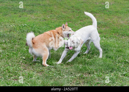 Laika de Sibérie occidentale et du labrador retriever jouent dans le parc de l'automne. Animaux de compagnie. Chien de race pure. Banque D'Images