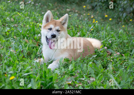 Cute akita inu chiot est à la recherche de l'appareil photo. Animaux de compagnie. Chien de race pure. Banque D'Images