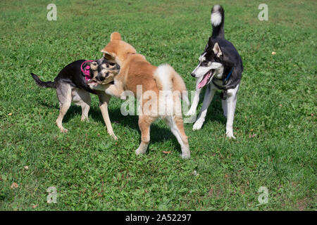 Husky de Sibérie, akita inu chiot et chien sans domicile jouent sur un pré vert. Animaux de compagnie. Chien de race pure. Banque D'Images