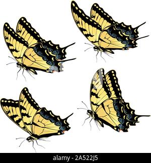 Black Tiger swallowtail papillon machaon, grande illustration. Illustration de Vecteur