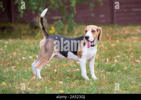 Mignon chiot beagle est debout dans l'automne parc avec lolling langue maternelle. Animaux de compagnie. Chien de race pure. Banque D'Images