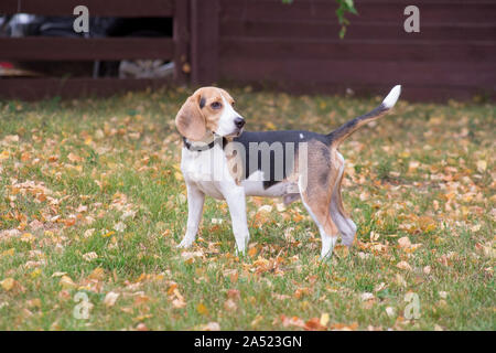 Mignon chiot beagle est debout sur l'herbe verte en automne parc. Animaux de compagnie. Chien de race pure. Banque D'Images