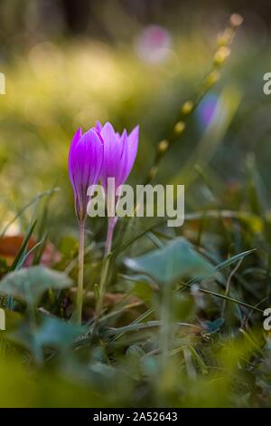 Offres Nice fleurs lilas close-up. Crocus d'automne, Colchicum autumnale, meadow suffron fleurs au coucher du soleil. Format vertical. Banque D'Images