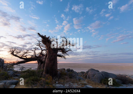 Grand baobab et nuages après le coucher du soleil Banque D'Images
