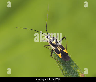 Grypocoris stysi punaises mirides perché sur des feuilles de chardon. Tipperary, Irlande Banque D'Images