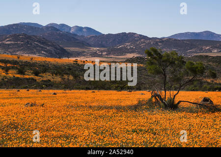 Tapis de brillant orange-eyed-Boulé (marguerites) cakilefolia Skilpad Ursinia, section, parc national Namaqua, Northern Cape, Afrique du Sud Banque D'Images