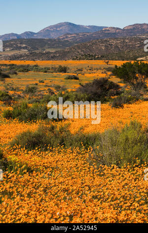 Tapis de brillant orange-eyed-Boulé (marguerites) cakilefolia Skilpad Ursinia, section, parc national Namaqua, Northern Cape, Afrique du Sud, Banque D'Images