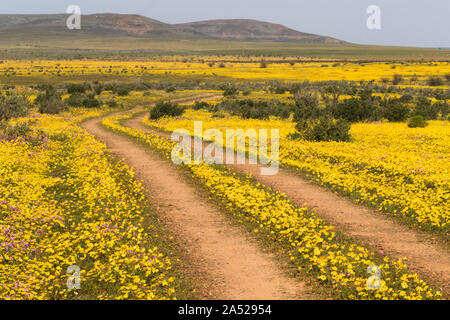 Le Namaqualand fleurs de printemps, Matjiesfontein ferme, Nieuwoudtville, Namaqualand, Afrique du Sud Banque D'Images