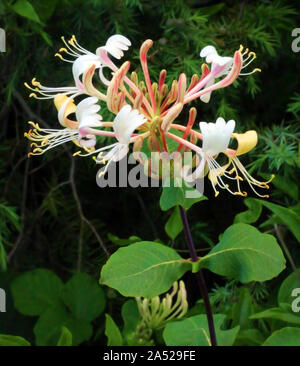 Chèvrefeuille délicate fleur sur un fond sombre. Banque D'Images