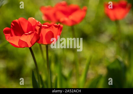 Tulipes rouges au milieu de vert Banque D'Images