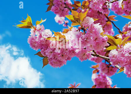 Floraison printanière d'un cerisier sous le ciel bleu. Banque D'Images