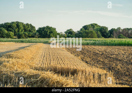 Un champ de blé récolté en face du champ de maïs. Sur scène un soir de juillet ensoleillé. Banque D'Images