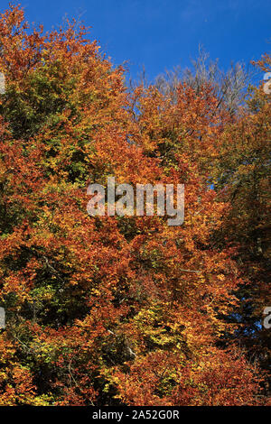 Automne couleur rougeoyante : hêtres en bref, de Lythe Selborne, Hampshire, à partir de la prairie de l'Église Banque D'Images