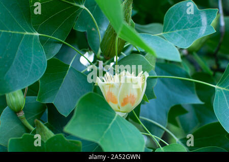 Une fleur de tulipier avec beaucoup de feuilles. Banque D'Images