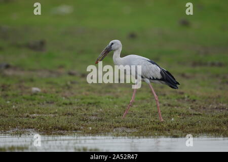 L'Asian openbill ou asiatique openbill stork est l'espèce de Ciconiidae. Elle se trouve principalement dans le sous-continent indien. Banque D'Images