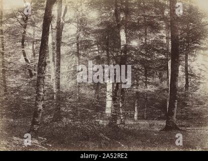 Sans titre (La Forêt de Fontainebleau), ch. 1874. Peu est connu au sujet de ce photographe de talent qui a réalisé des études photographiques du paysage rural et au cours de la motifs les années 1860 et 1870. Cette image illustre une belle scène paysage boisé inondé de soleil étincelant et riche d'ombres. De tous les photographes de paysage active dans les années 1870, Famin a produit l'équivalent le plus proche de l'impressionnisme dans son travail. Banque D'Images