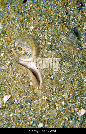 Channel Islands. Guernesey. La faune. Vue sous-marine des poissons La Sole de Douvres à moitié enfoui dans le sable avec ses yeux montrant. Banque D'Images