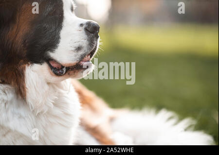 Profil de Saint Bernard chien à la recherche sur le côté extérieur Banque D'Images
