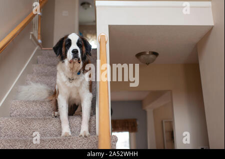 Grand Saint Bernard chien assis dans les escaliers à la recherche à la maison Banque D'Images