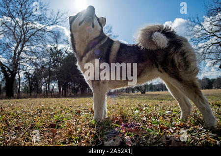 Femelle Malamute en contre-jour Banque D'Images