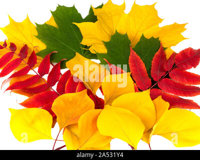 Autamn feuilles sur fond blanc Banque D'Images