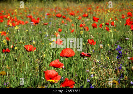 Coquelicots dans un champ au printemps, en Grèce. Banque D'Images
