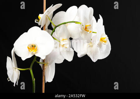 Belle orchidée Phalaenopsis blanche sur fond noir Banque D'Images