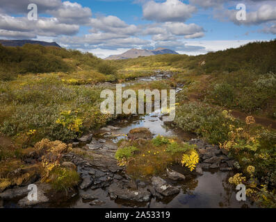 De belles fleurs d'été à la rivière glaciaire Bruara en Islande Banque D'Images