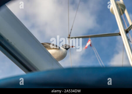 Seagull assis sur voilier boom dans Tobago Cays, Saint Vincent et les Grenadines. Banque D'Images