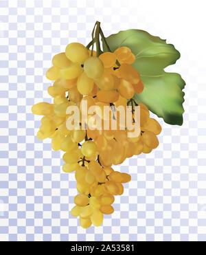 Les raisins blancs sur fond transparent. Vin de raisin, raisin de table. 3D réaliste raisin. Concept alimentaire. Vector illustration Illustration de Vecteur
