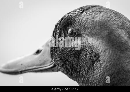 Portrait de canard noir un blanc. L'accent sur eye Banque D'Images