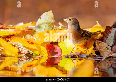 Bel oiseau sauvage ,pinson dans la forêt d'automne boit de l'eau Banque D'Images